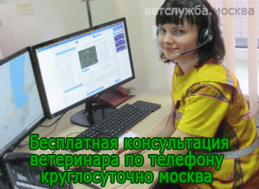 Бесплатная консультация ветеринара по телефону круглосуточно Москва