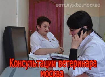 Консультации ветеринара Москва 