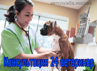 Консультация 24 ветеринар