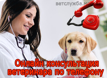 Онлайн консультация ветеринара по телефону 