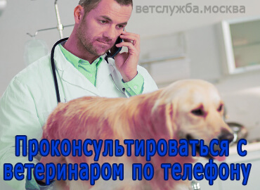 Проконсультироваться с ветеринаром по телефону