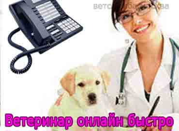 Ветеринар онлайн быстро