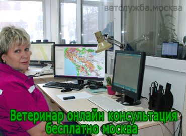 Ветеринар онлайн консультация бесплатно Москва