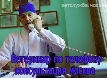 Ветеринар по телефону консультация Москва 