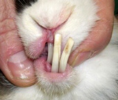 Зубы у кролика