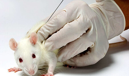 лечение крыс